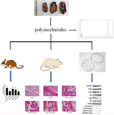 Analgesic and Anti-Arthritic Activities of Polysaccharides in Chaenomeles speciosa